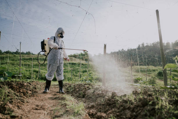 Best Ant Control Services  in North Fork, AZ