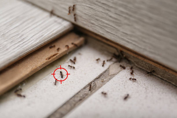 Best Pest Removal Services  in North Fork, AZ