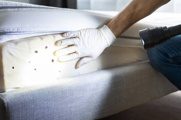 Wasp Removal Services in North Fork, AZ